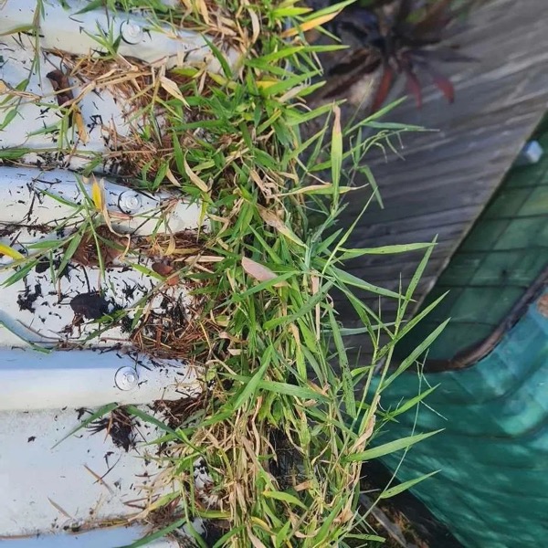Metal Roof Environmental Buildup